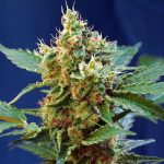 cream mandarine xl auto sweet seeds