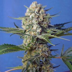 crystal candy f1 fast version sweet seeds