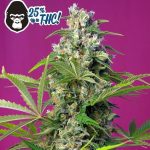 gorilla girl sweet seeds