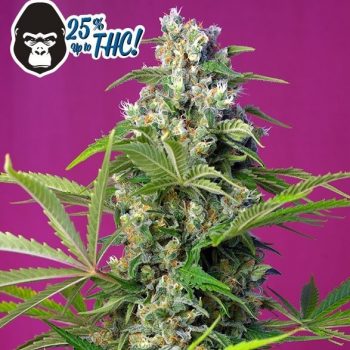 gorilla girl sweet seeds
