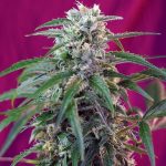 green poison auto sweet seeds