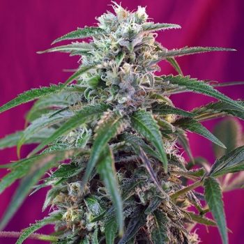 green poison auto sweet seeds