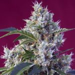 indigo berry kush sweet seeds