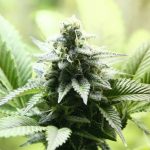 kreamy karamel kannabia