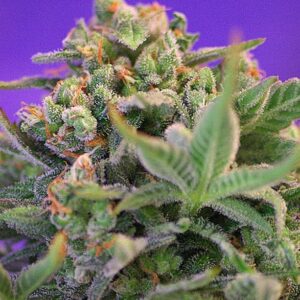 sweet cheese f1 fast version sweet seeds