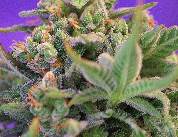 sweet cheese f1 fast version sweet seeds