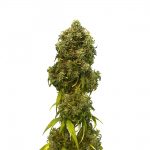 swiss dream auto cbd kannabia