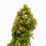 swiss dream cbd kannabia