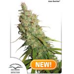 Auto Desfran Dutch Passion
