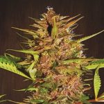 Pakistan Chitral Kush ace seeds