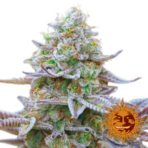 gorilla zkittlez barneys farm