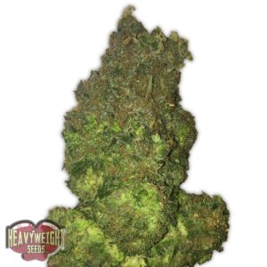 FRUIT PUNCH AUTO