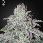 Francos Lemon Cheese green house seeds