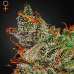 KingsKush green house seeds