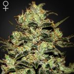 MobyDick green house seeds