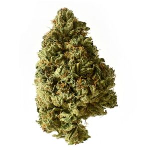 White Choco Auto Amsterdam Genetic Seeds