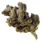 Blue magic Amsterdam Genetic Seeds