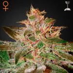 PureKsh green house seeds