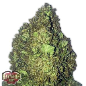 SHORTSWEET AUTO