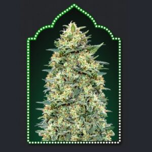 White Widow Auto