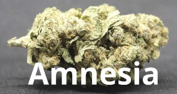 Amnesia hemp 01