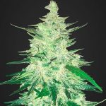 CBD Crack Auto fastbuds