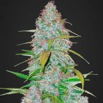 Californian Snow Auto fastbuds