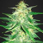 Lemon AK fastbuds