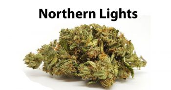 Northern Lights ένα κλασικό στέλεχος κάνναβης 2