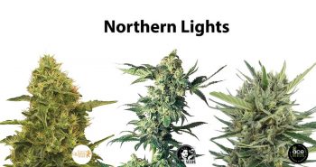 Northern Lights ένα κλασικό στέλεχος κάνναβης