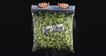 Sour Diesel cannabis