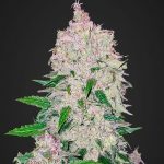 Stardawg Auto fastbuds