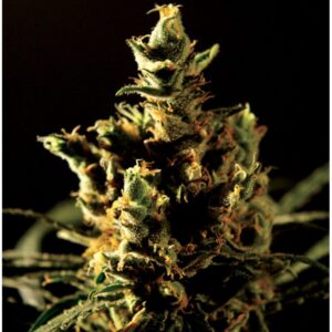 The Bulldog Haze