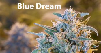 blue dream κανναβη