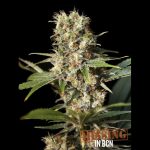 missing in barcelona eva