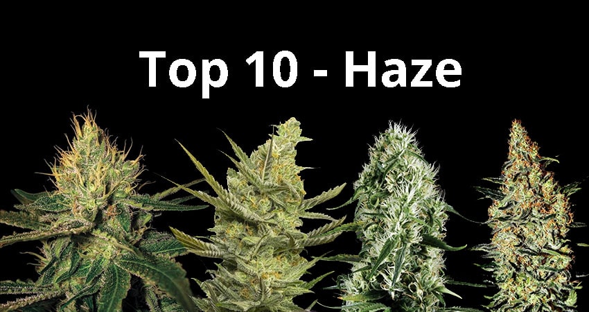top10 haze