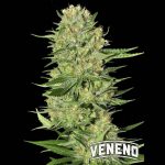 veneno eva
