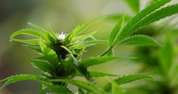 και φαινότυποι κάνναβης