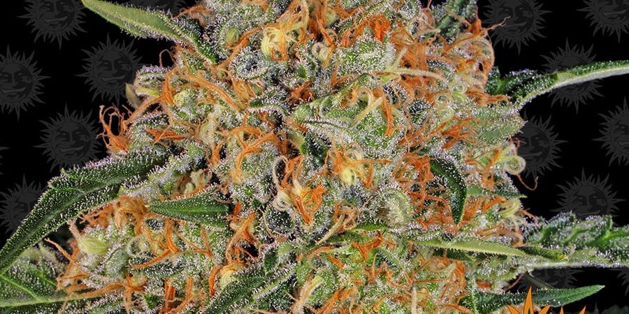 Orange Sherbert