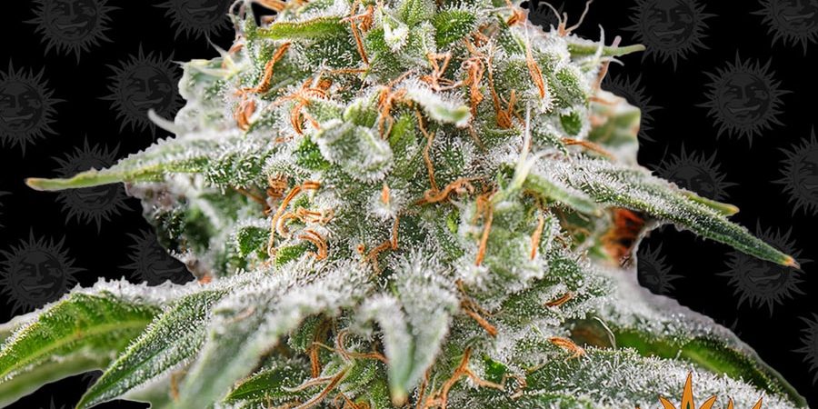 Pink Kush