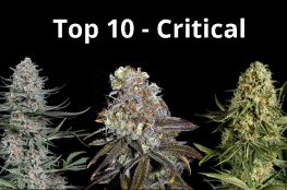 top10 critical