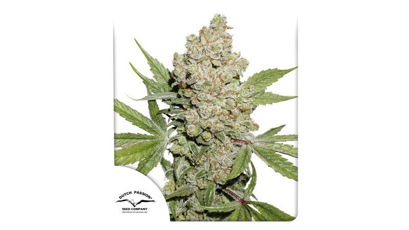 Auto Lemon Kix Lemon Zkittle