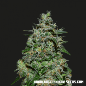 AK Kush Express