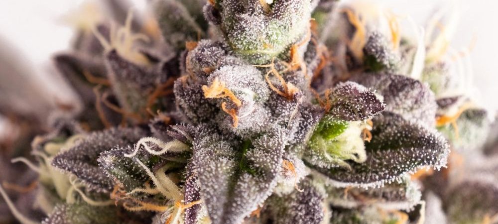 Gelato K 2