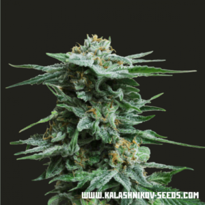 Kalashnikov Seeds