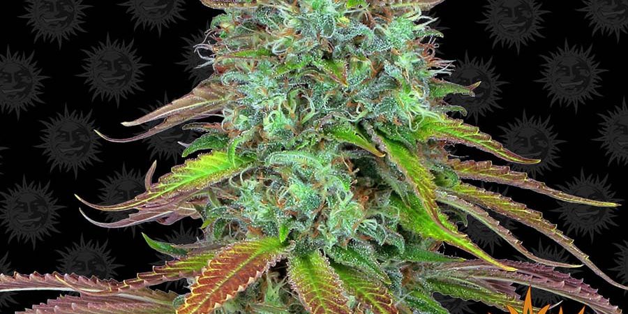LSD Auto