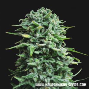 Siberian Haze Auto