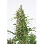 White Widow Auto CBD