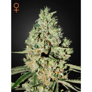 Super Critical