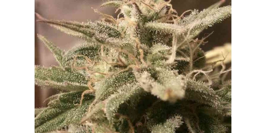 Auto Bubble